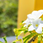 f47dd4d5-9acvillacuchita-4c59-9778-cda04fd275fd