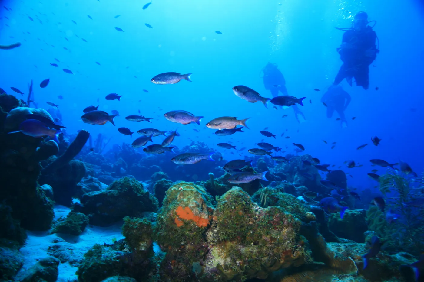 Scuba divers and tropical fish above the coral reef at Playa Lagun, Curaçao.